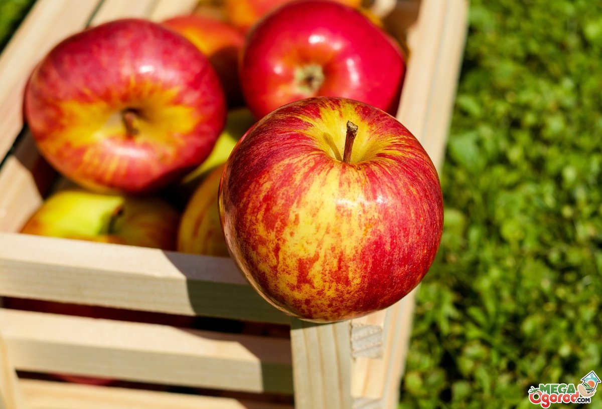 Сладкие сорта яблонь для Подмосковья - летние, осенние, зимние, колоновидные